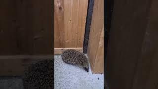 Amazing Porcupine️beautiful creature which you can found in our backyard