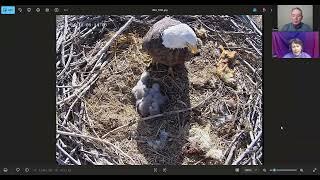 Rare 4 eggs in Bald Eagle nest reaction to hatching and tragedy  Nesting Eagles Podcast episode 9