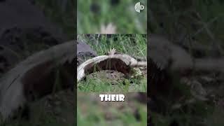 Horned Lizard’s Squirting Blood From Its Eyes #horned_lizard