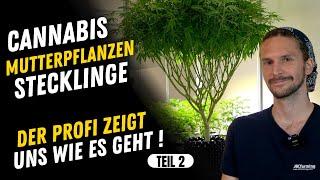 Cannabis Mutterpflanzen und Stecklinge - Alles was du wissen solltest , Beschneiden , Selektieren #2