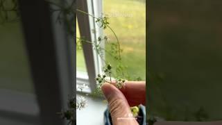Stages of Cilantro Going to Seed (Coriander)