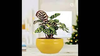 Premium Ceramic Pots | Best designs ceramic pots/ Plant N Pots #ceramic #pot /Delhi 7862012001