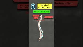  How to Remember the Anatomy of the Vertebral Column [Spine Diagram]