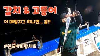 갈치 & 고등어 지깅낚시.. UV메탈지그로 만쿨!! #갈치지깅 #고등어지깅 #갈치낚시 #고등어낚시