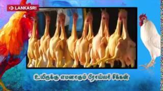 Broiler chickens- its harmful side effects tamil