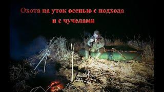 Охота на утку осенью с подхода и с чучелами видео
