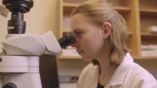 Fruit Fly Biologists Examine Cancer Genes