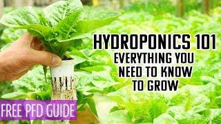 Hydroponics 101 | A BEGINNERS GUIDE TO EVERYTHING YOU NEED AND NEED TO KNOW TO GROW PLANTS IN WATER.