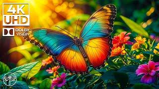 Symphony of Insects - Flowers and Butterfly with Relaxing Music for Peace of Mind