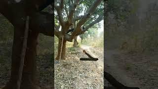 big snake niche #shortvideo #viral #nature #trending #youtubeshorts #tiger #new