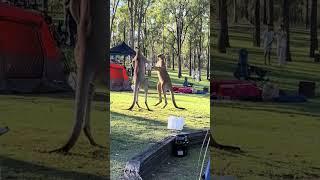 Queensland Campers Treated To 20-Min Kangaroo Brawl | 10 News First