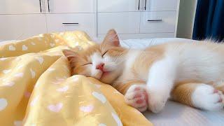 Sweet Dream with Cat Sleep Music - Music for Cats to Fall Into Deep Sleep, Cat Calm Healing Music