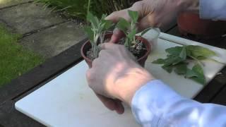 Amateur Gardening: Sage Cutting Tips