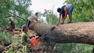 Tall-Dangerous-Suspenseful… Cut down the tallest tree next the river ‼️