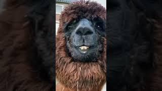 LLAMA MAKES WEIRD FACE #lama #nature #trending #animals #foryou #shorts #funny