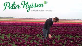 Flower Bulbs and Plants at Peter Nyssen