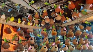 Budgies Parrots Breeding Colony Progress | World Biggest Australian Parrot Colony | Parrot Colony