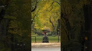 Autumn in Central Park