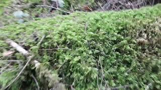 chanterelle picking in BC Canada