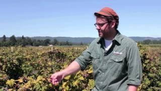 How Choose Ripe Marionberries For Wine