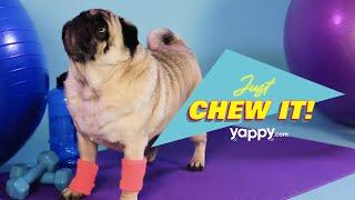 Chew Year, Chew Me - January's Yappybox | Yappy.com