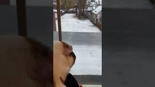 Tofu the guinea pig’s first snow day!! ️