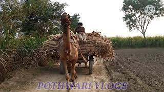 Full loaded Camal in Punjab |Beautiful Camal in loaded| Pothwari Vlogs