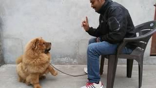 RISHI THAPAR DOG TRAINING VIDEO CHOW CHOW