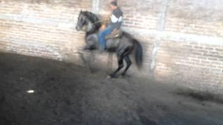 caballo bailador..as de oro cuadra ramos ixtlan del rio nayarit arrendador lupe ramos