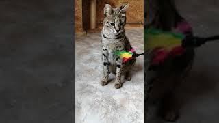 F1 SAVANNAH girl REINA having fun  Sunday Savannah mood  Amazing Big Cat  play and fun 