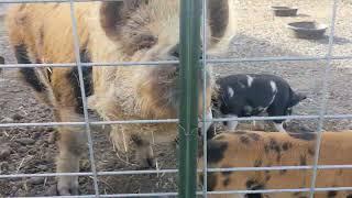 Puppies, Chickens, and Pigs.