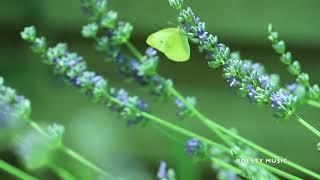 Nature 2023  by Stéphane BOUICHET, French composer