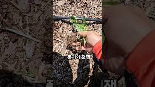 노지재배 단점 20250622) 풀과의 전쟁이 시작됨. 특히 유목의 경우 풀로 인해 고사될 수 있어 제거 필요 #blueberry #블루베리 #제초관리