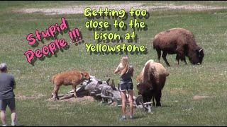 Stupid people by animals in Yellowstone