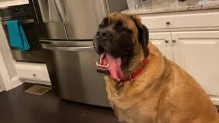 Life With An English Mastiff Random Clips