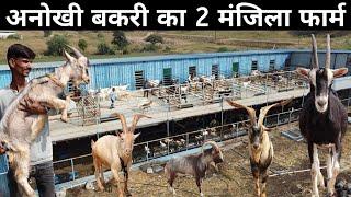 ऐसा अनोखा दो मंजिला बकरी फॉर्म आपने देखा नहीं होगा |Goat Farming | Saanen Goat | Alpine Goat