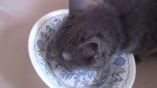 Cat Licks Plate-Cat Loves Hokkaido Soup-Omnivorous Cat Yahya