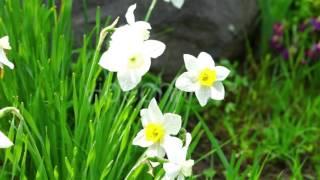 Beautiful White Narcissus in Grass