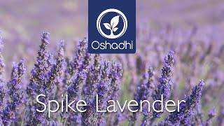 Spike Lavender (Lavandula latifolia) | Essential-Oil-Plant Portrait by Dr. Malte Hozzel