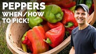 Tips for Picking Peppers