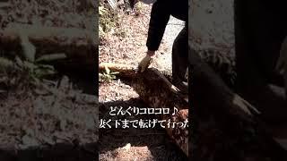 山へ木を伐りに行く