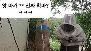 토종벌.계상.원형통에서 사각통계상.쏘이고또쏘인다.