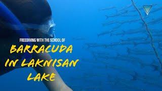 Azul Freediving: Freediving with school of Barracuda