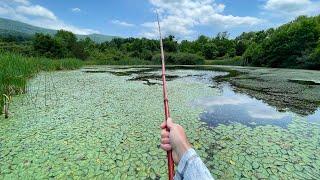 Fishing TINY Hidden Pond with BAMBOO ROD