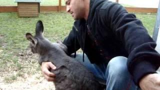 Omar and his Roos