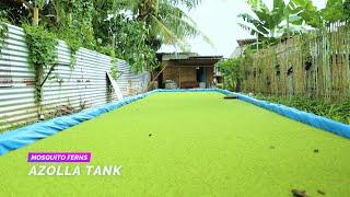 Azolla Farming in Kenya - Farmers Saving 80% on Animal Feeds Elder EM -Farming Azolla Mosquito Ferns