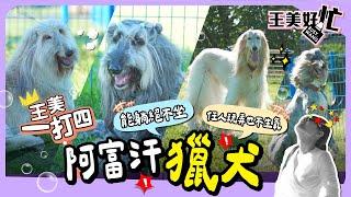 王美一打四！狗界超模 阿富汗獵犬 貴族出巡 王思佳女僕初體驗！【 王美好忙 】 萌寵明星粗乃玩 特別企劃 @haveapetday