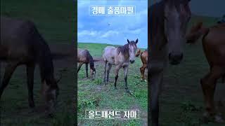 캐시미어우즈 자마 #김호경마 #김호조교