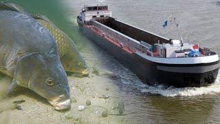 Canal fishing with underwater camera's: How Do Carp React To Big Boats?