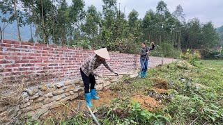 With HUE dig trenches to build drainage, persimmon harvest, plant more ginger, Cassava